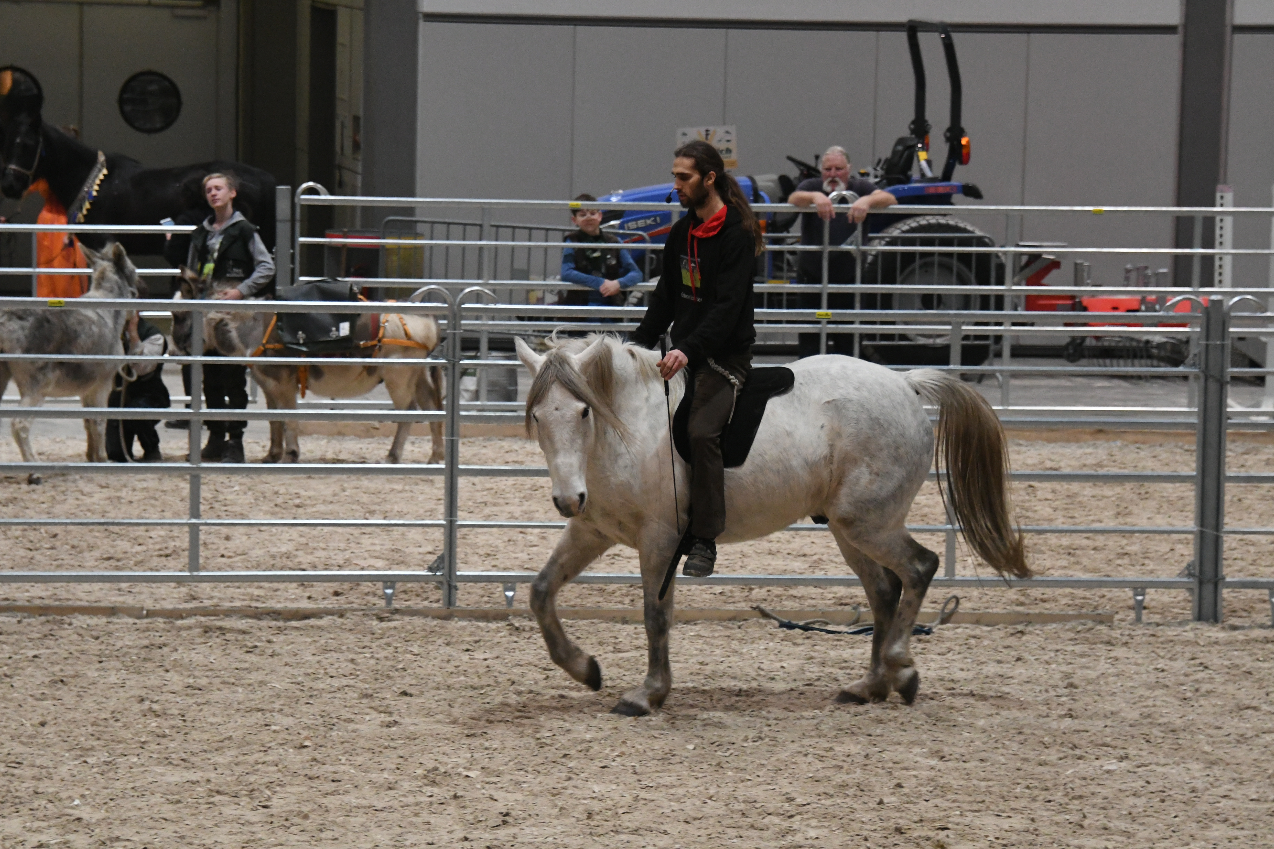 Frei mit dem Pferd arbeiten